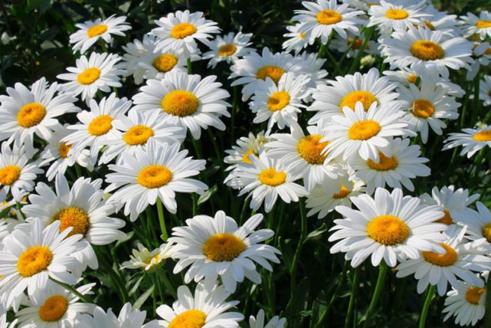 Alaska Daisy Seeds Leucanthemum maximum Alaska Shasta Daisy Etsy