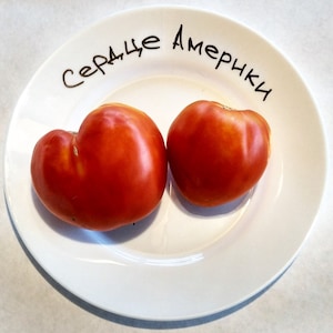 Vegetable Seeds Red Giant Tomato Heart of America Naturally Grown