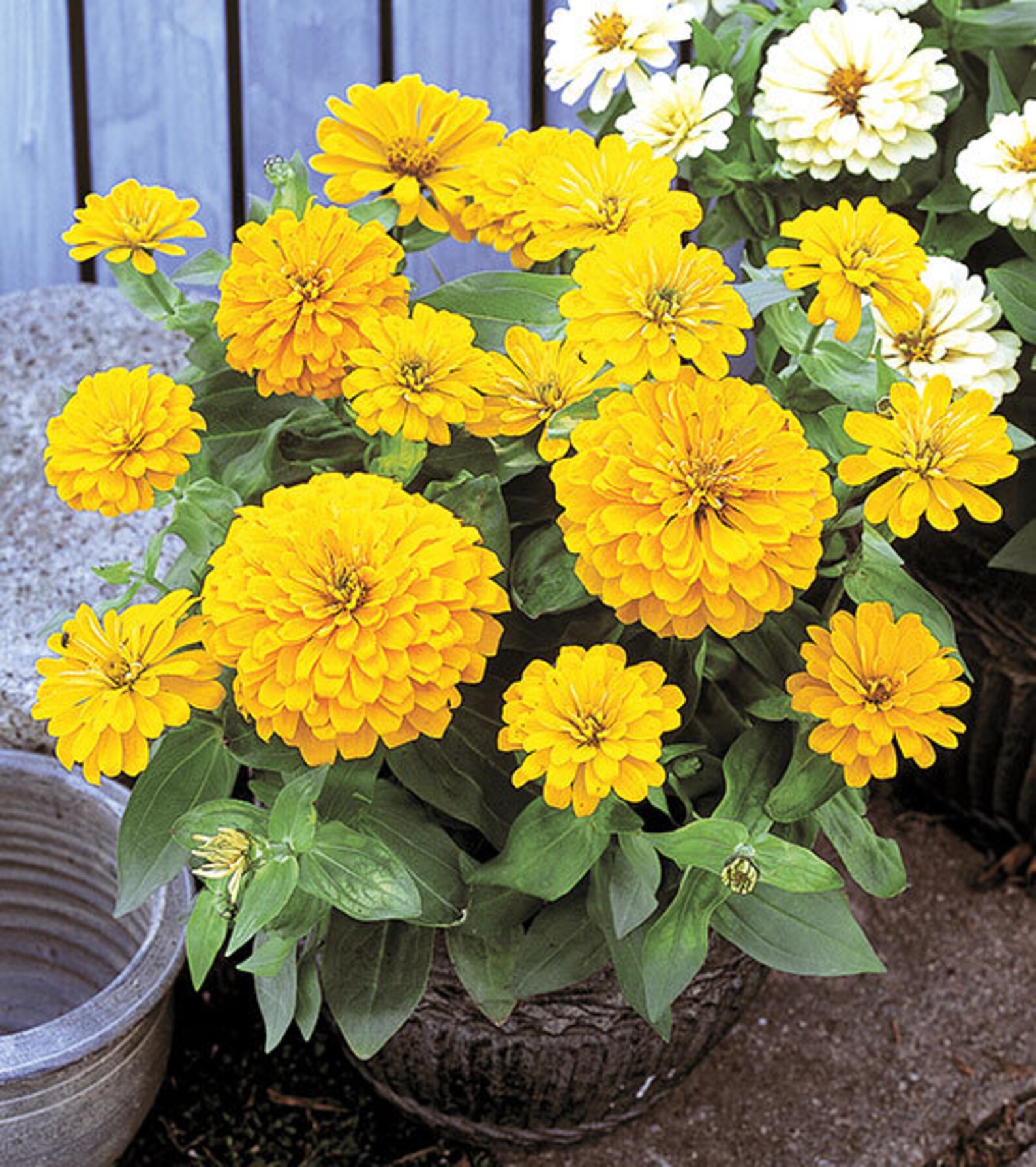 Zinnia Yellow Seeds Dwarf Zinnia Zinnia elegans Annual Etsy