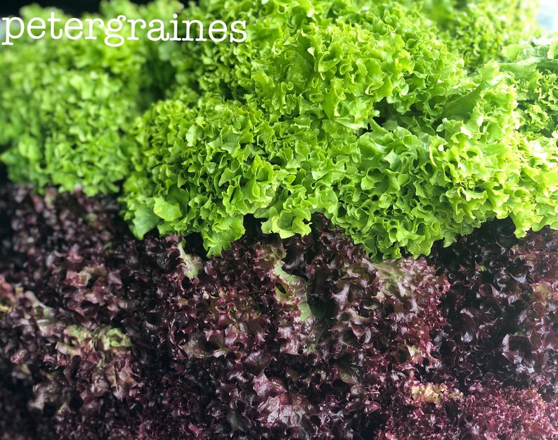 Lettuce Salad Green Coral Seeds Heirloom Vegetable Seeds Etsy
