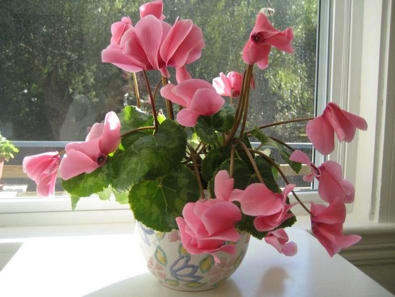 Persian Cyclamen Mix Seeds Cyclamen persicum Perennial Flower Seeds image 4