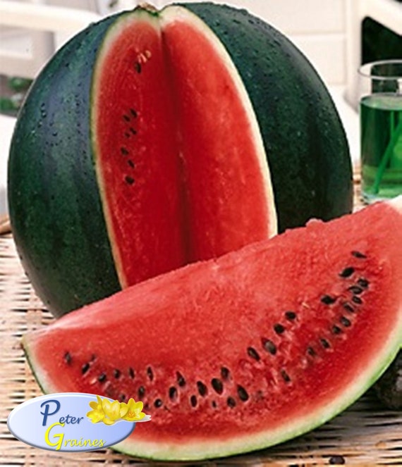 Samen Wassermelone Zucker Baby Russische Erbstuck Melone Samen Etsy