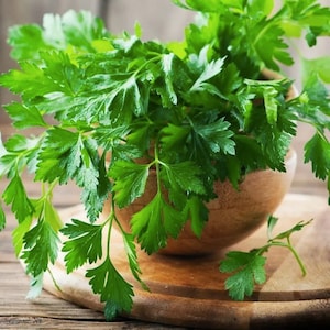 Nasiona zielonej pietruszki Karnaval Organicznie uprawiane, niezmodyfikowane genetycznie, dziedziczne zioło