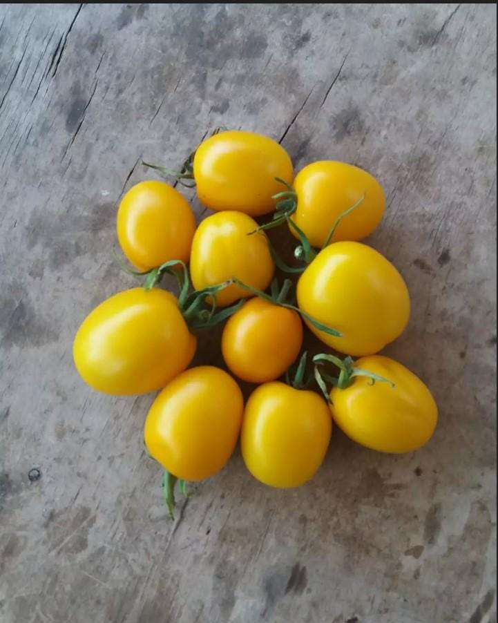 ゴールデントマトの種 - トマト・デ・バラオ・ゴールドの種 - イエロー