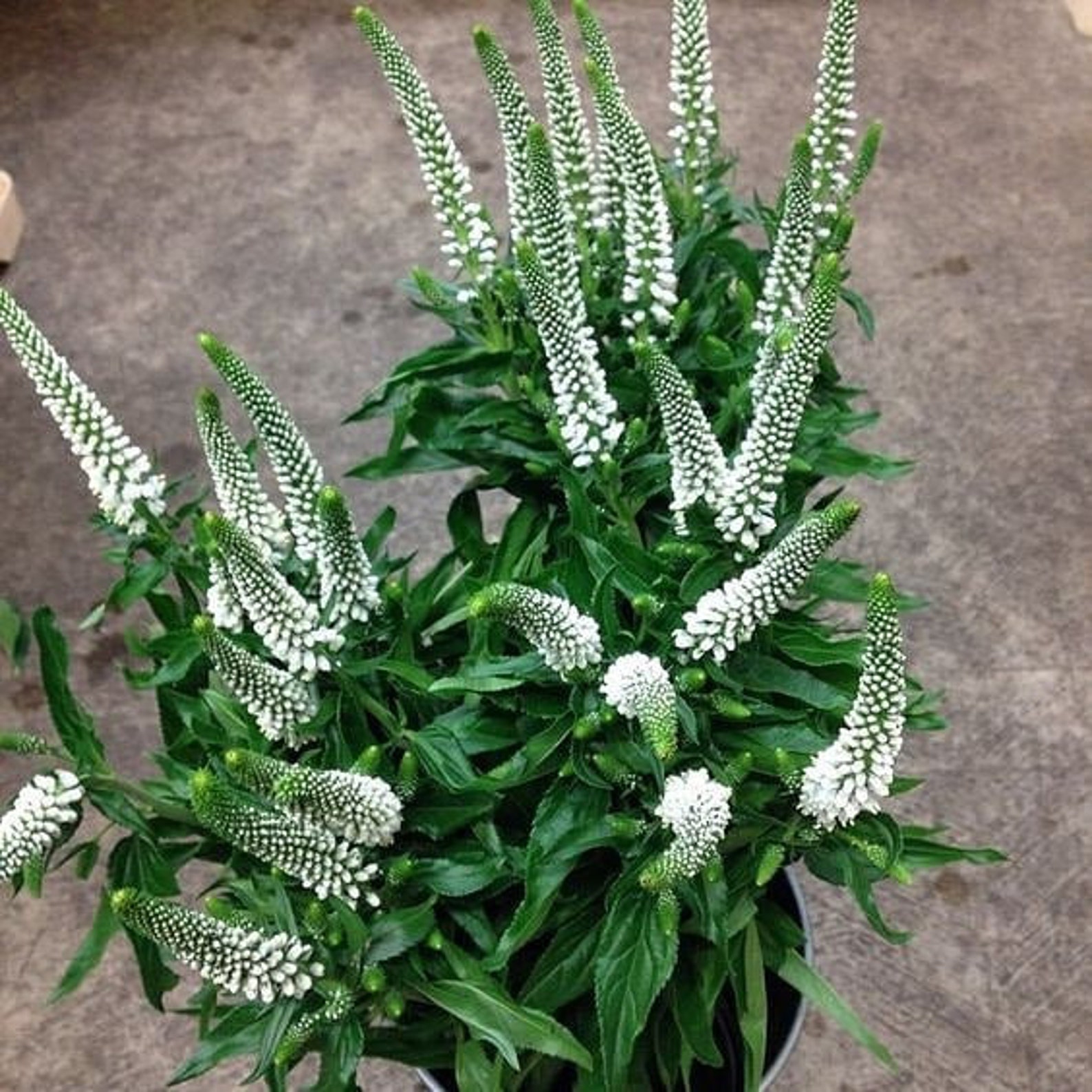 Veronica Spicata Mix Seeds Veronica Longifolia Seeds Etsy