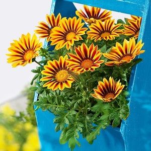 Gazania Seeds – Flower Seeds – Heirloom - Annual Flower Seeds – Garden Seeds