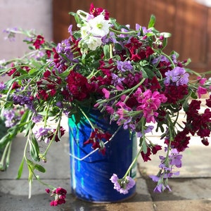 Summer Lilac Mix - Dame&#39;s Rocket Mix Seeds - Hesperis matronalis - Perennial Flower Seeds