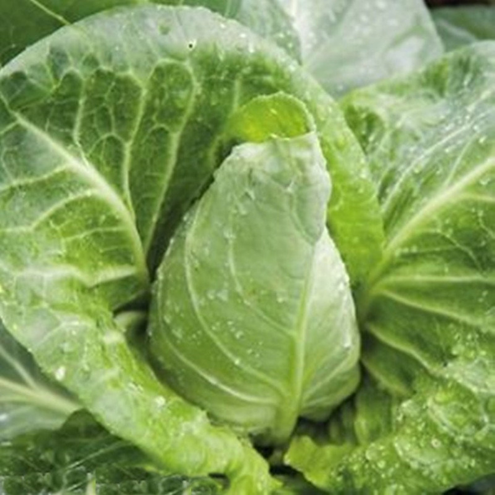 Conehead Cabbage Wheelers Imperial Seeds Pointed Cabbage Etsy Canada