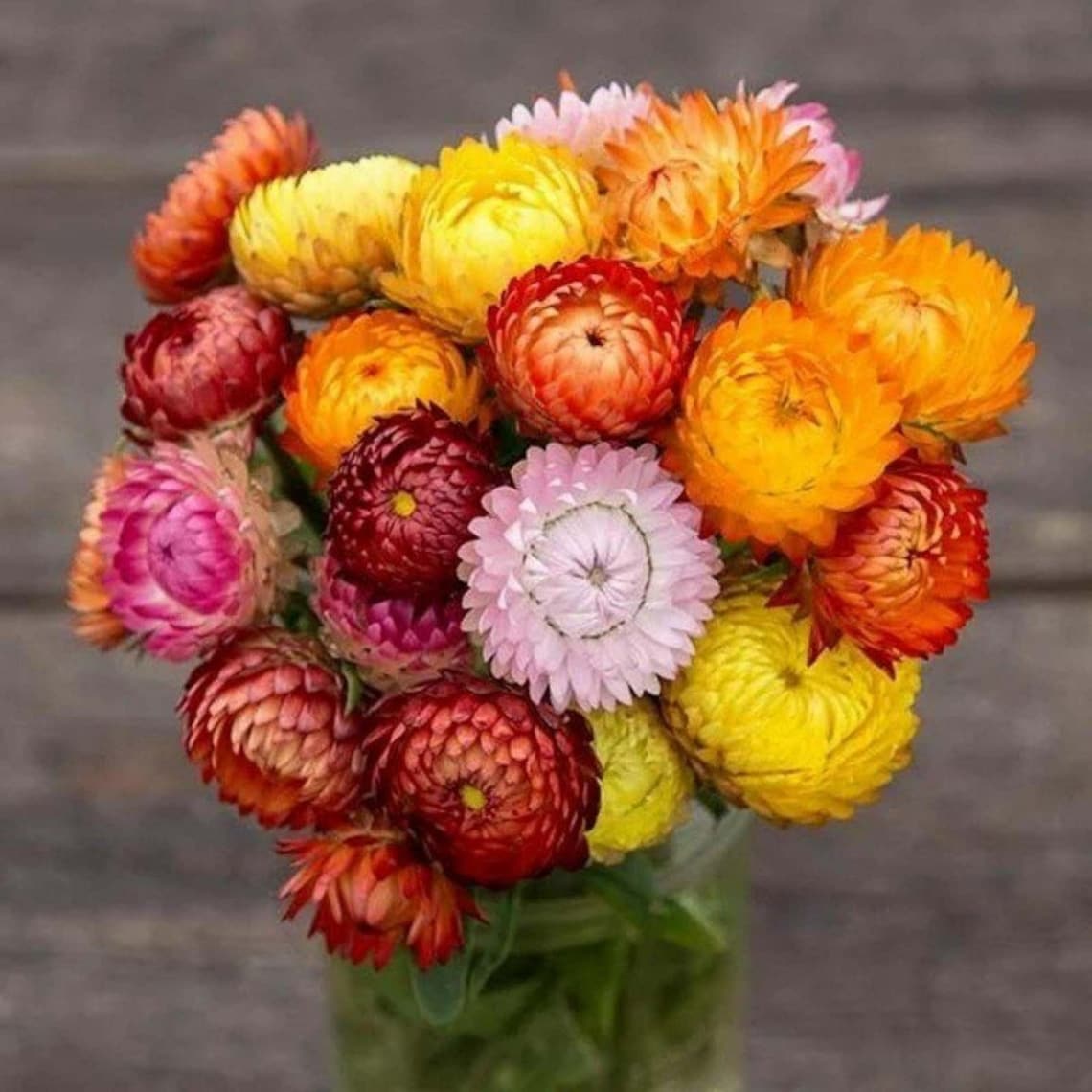 Strawflower Mix Seeds Helichrysum bracteatum Annual Flower Etsy