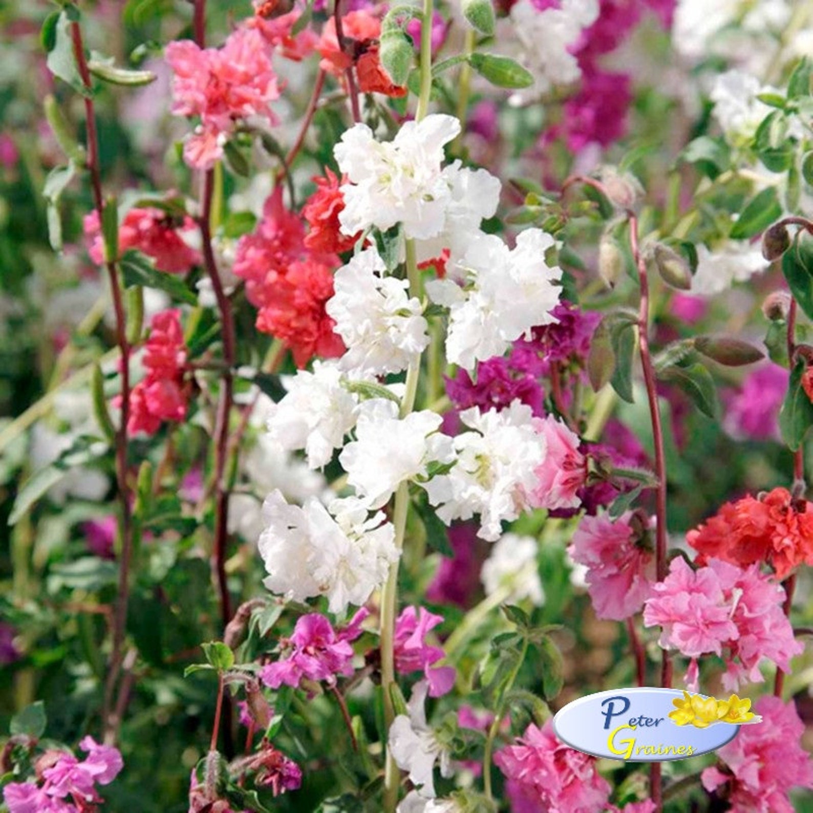 Godetia Seeds Clarkia Elegans Mix Seeds farewell Spring Etsy