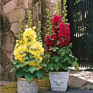 タチアオイ マジョレット ダブル ミックス シード - 多年生 ストックローズ - Alcea rosea - 多年生花のシード - 育てやすい - タチアオイのシード