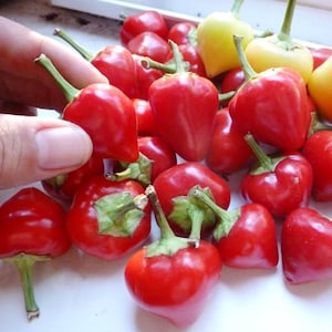 Hot Chili Pepper Seeds Cherri Krasnyy Cherry Red Rare Heirloom