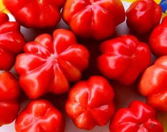 Tomatensamen - Etual - biologisch angebautes Erbstückgemüse NON GMO. Europäische Qualität