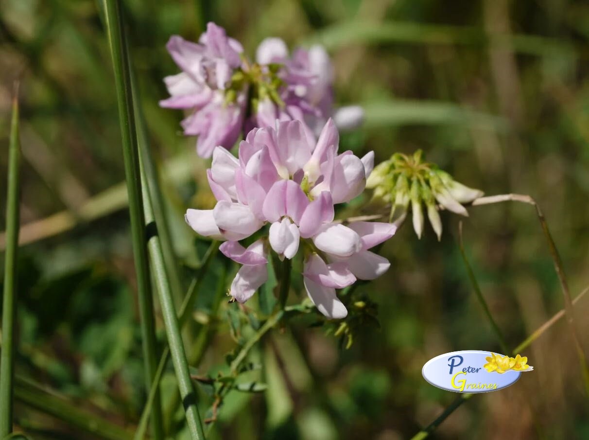 Crown Vetch Seeds Coronilla varia Perennial Flower Seeds | Etsy