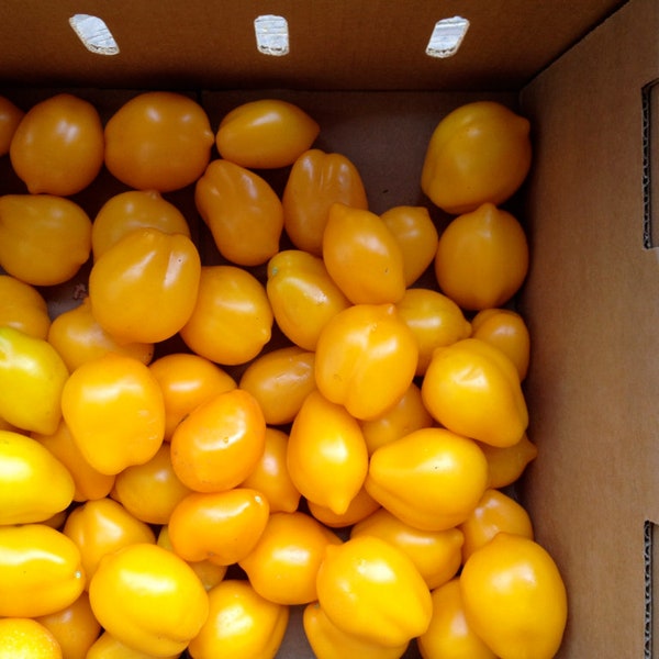 Yellow Tomato Lemon Liana - Héritage - Graines de légumes