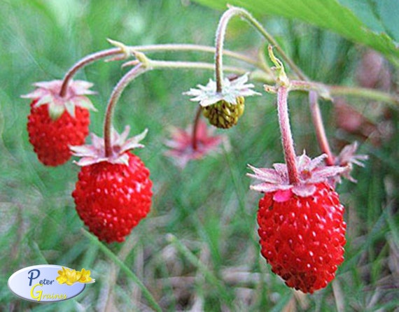 500pcs Seeds Mini Wild Strawberry Baron Duchesnea Green Natural Heirloom·Se Q0Z5 