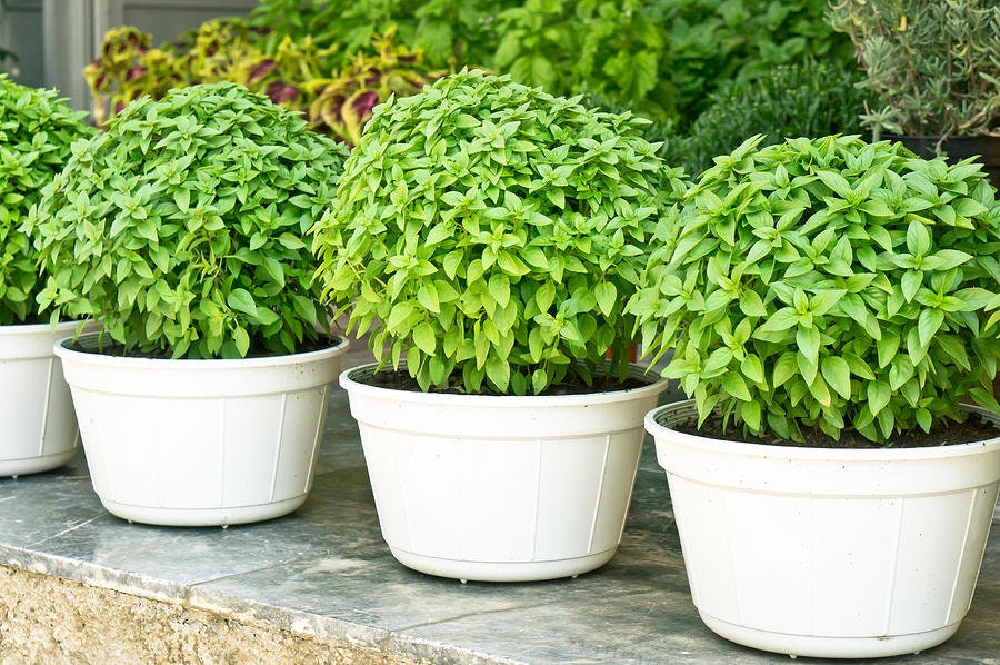 Boxwood Basil Seeds Ocimum Basilicum 150 Herb Seeds - Etsy Canada