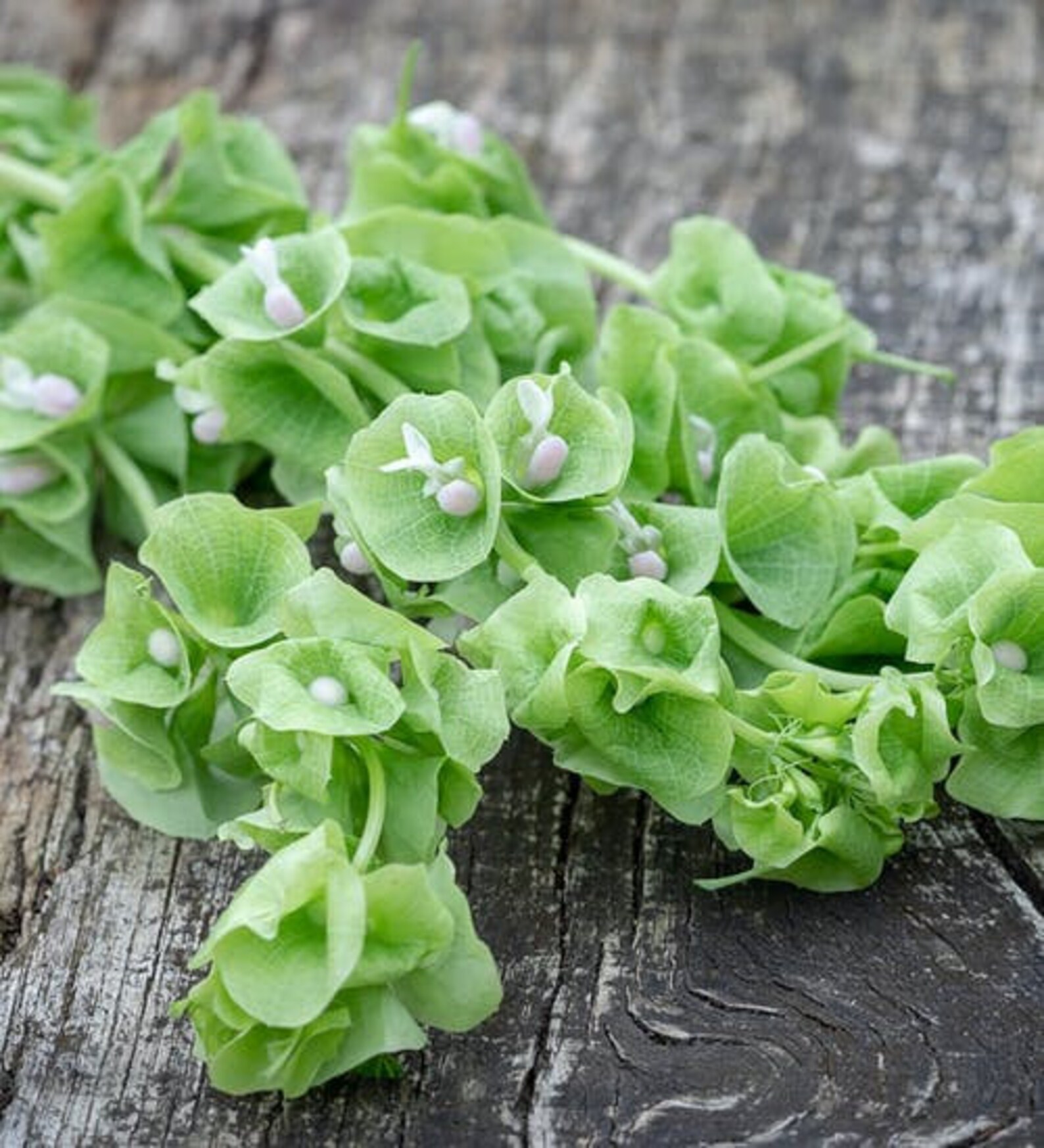 Bells of Ireland Moluccella Laevis Shell Flower Seeds Etsy