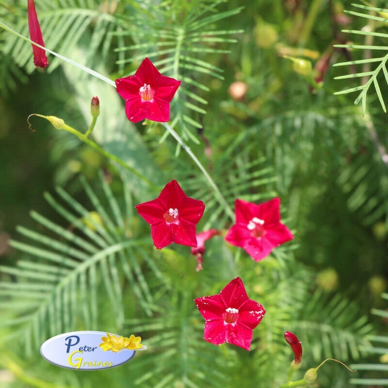 Cypress Vine Red Seeds Ipomoea quamoclit Cypress Vine Etsy