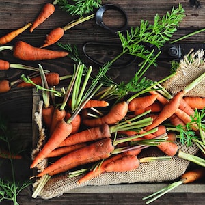 Carrot Autumn Queen Seeds - Open Pollinated - Vegetable Seeds - NON GMO - Sweet Carrot Seeds