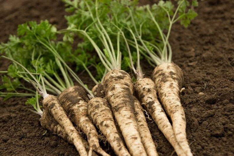 Root Parsley Sugar Seeds Heirloom Herb Seeds Vegetable Etsy