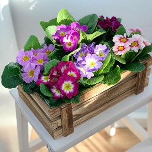 Primula seeds – Primrose seeds – Giant Primula Seeds -  Primula vulgaris - Perennial Flower Seeds