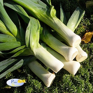 Semillas de puerro gigante - Puerro gigante de otoño - Cebolla Gigant - Reliquia orgánica vegetal