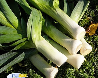 Giant Leek Seeds - Leek Autumn Giant - Gigant Onion - Vegetable Organic Heirloom