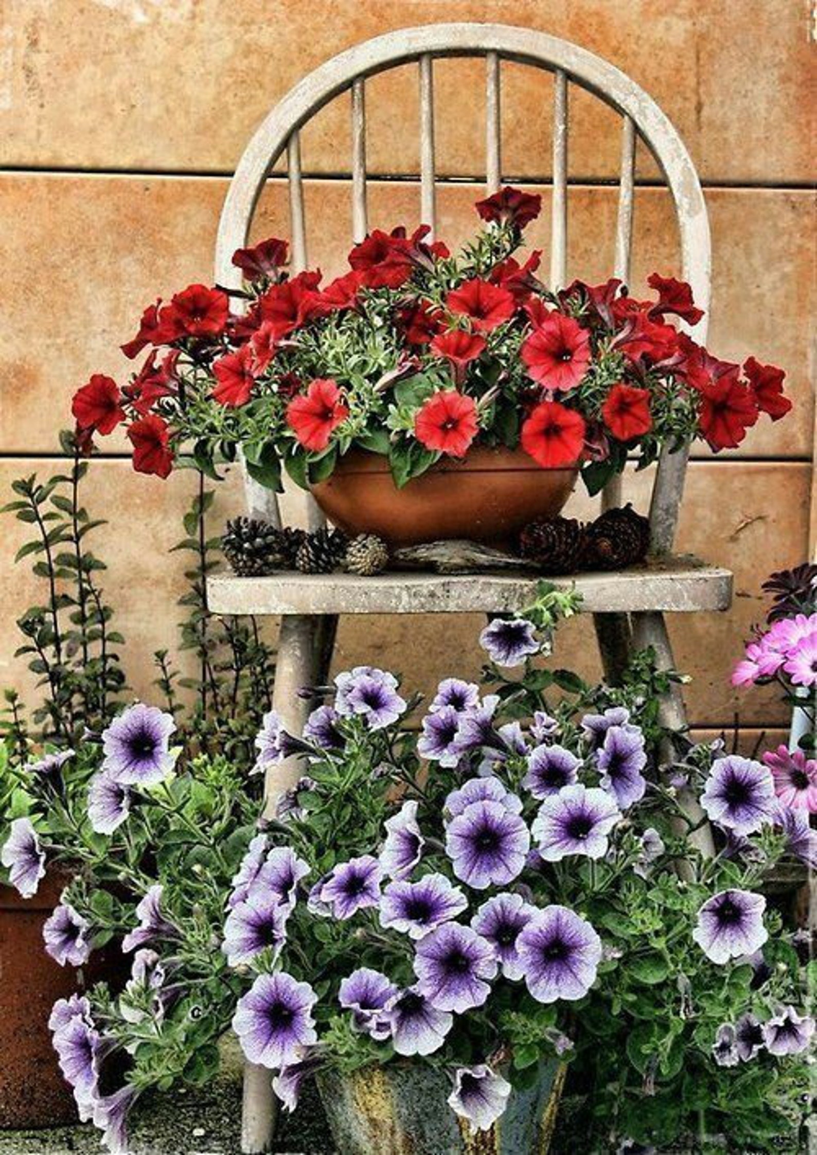 Petunia Grandiflora Daddy Blue F1 Supertunia seeds Petunia | Etsy