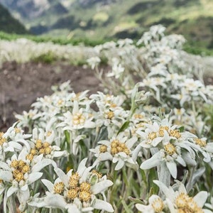 Edelweiss Seeds Leontopodium alpinum Alpine Everlasting Flower Lion's Foot Star Glacier Perennial Flower image 3