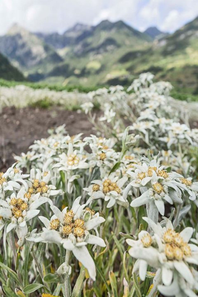 Edelweiss Seeds Leontopodium alpinum Alpine Everlasting Flower Lion's Foot Star Glacier Perennial Flower image 3