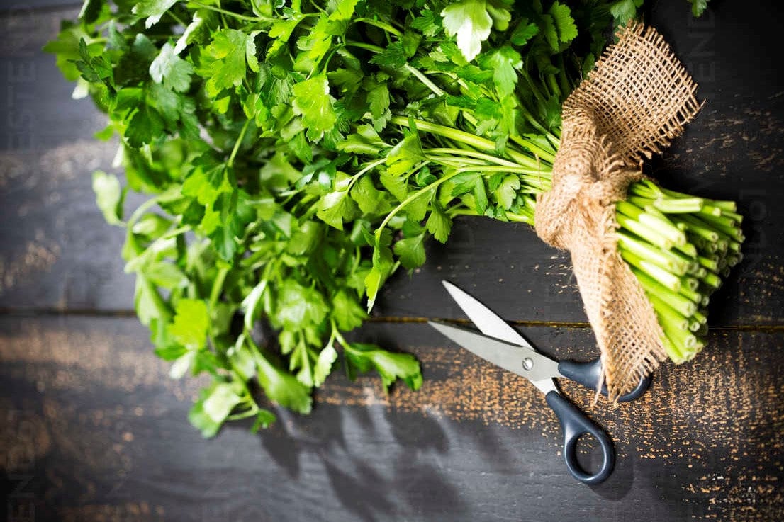 Parsley Seeds Giant of Italy Flatleaf Parsley Seeds Italian Etsy