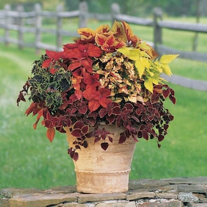 Coleus Samen - Regenbogenmischung - Erbstück - Einjährige Blume - 90% Keimung - Zierpflanzensamen
