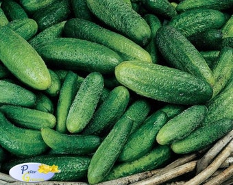 Parisian Cornichon Cucumber Seeds Organically Grown Ukrainian Heirloom