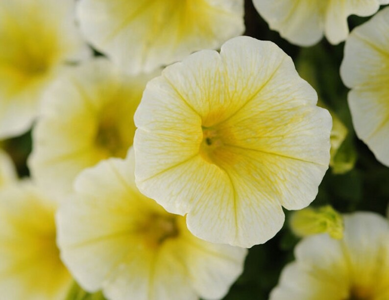Yellow Petunia Daddy F1 Wave Petunia Seeds Petunia X Etsy Canada