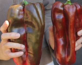 Angello: Il Peperone Formato Snack E Senza Semi - Foto 10