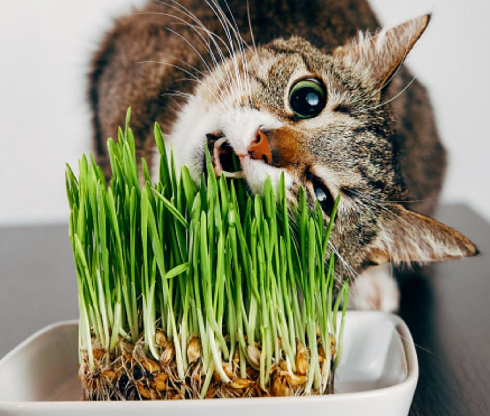 Cat Grass Seeds Herb Seeds Sweet Oat Grass for Cats Etsy