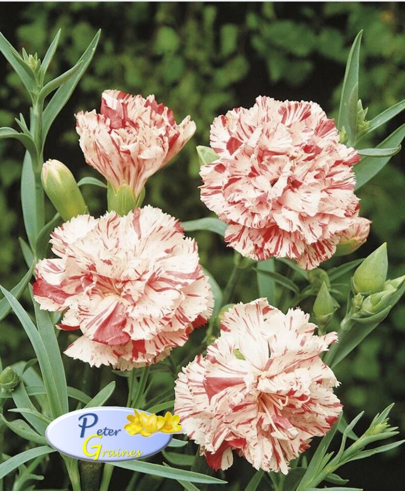 Chabaud Benigna Seeds Carnation Garden Stripe Mix Seeds Etsy