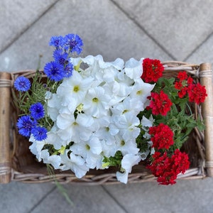 Petunia Snow Ball - Petunia x hybrida - Eenjarige Bloemzaden