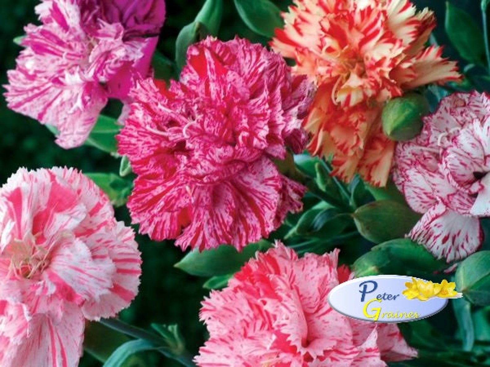 Chabaud Benigna Seeds Carnation Garden Stripe Mix Seeds Etsy