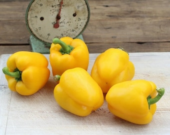 Pepper Seeds  - Sweet Bell Pepper Bogdan Seeds  - Yellow Paprika Seeds -  Heirloom - Vegetable Seeds - Garden Seeds