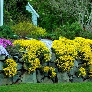 Sweet Alyssum Montanum Seeds Alyssum Gmelinii Sweet Alison Gold Seeds Yellow Alyssum Flower Seeds Perennial flowering plant image 5