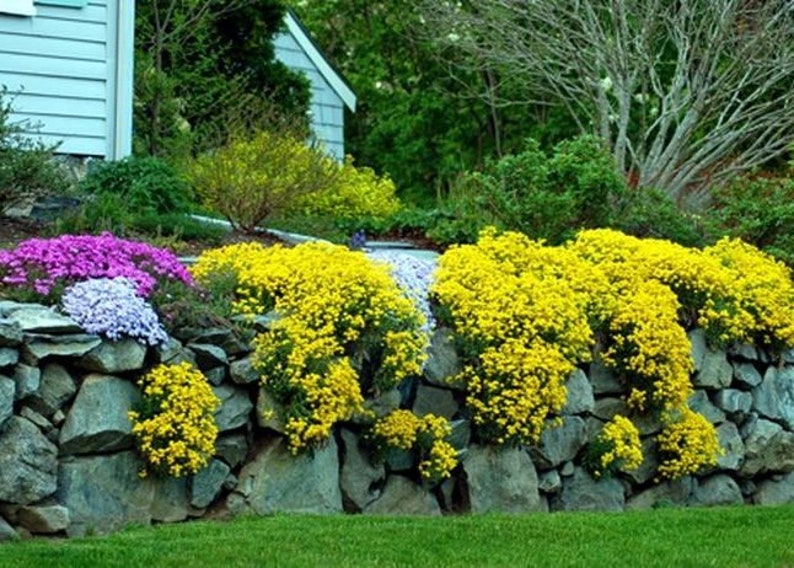 Sweet Alyssum Montanum Seeds Alyssum Gmelinii Sweet Alison Gold Seeds Yellow Alyssum Flower Seeds Perennial flowering plant image 5