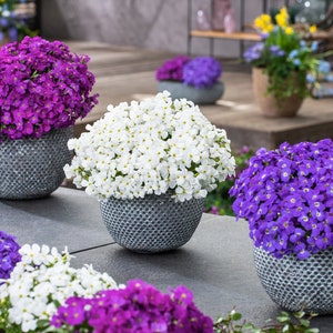 Aubrieta Lilac Seeds - Rock Cress - Aubretia- Perennial Flower Seeds - Ground Cover Seeds
