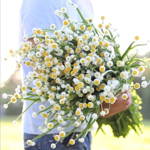 Semi eterni alati - Semi di Ammobium - Semi di Ammobium alatum - Semi di fiori di sabbia - Margherita eterna - Semi di fiori secchi