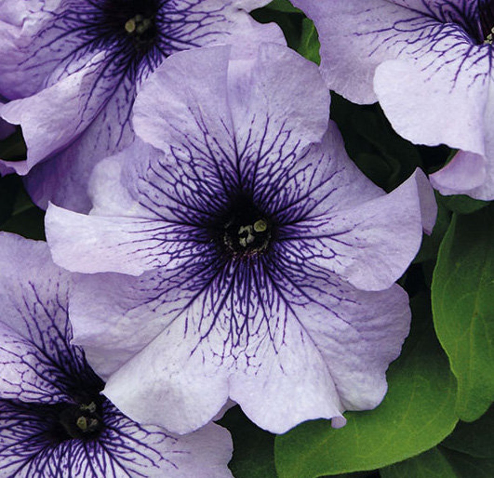 Petunia Grandiflora Daddy Blue F1 Supertunia Seeds Petunia - Etsy