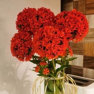Maltese Cross Seeds - Burning Love Red - Lychnis chalcedonica - Jerusalem Cross-  Perennial Flower Seeds - salmon flower of Bristol