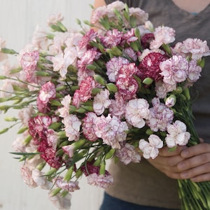 Nasiona Chabaud Benigna - Mieszanka nasion goździków ogrodowych w paski - Dianthus caryophyllus - Kwiat jednoroczny