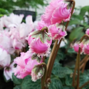 Persian Cyclamen Mix Seeds Cyclamen persicum Perennial Flower Seeds image 6