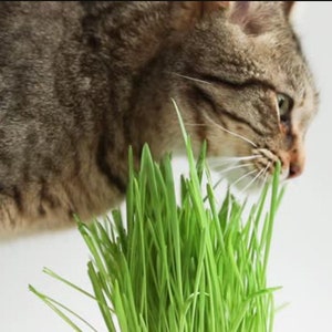 Cat Grass Seeds – Herb Seeds – Sweet Oat Grass for Cats - Wheatgrass Seeds - Non GMO